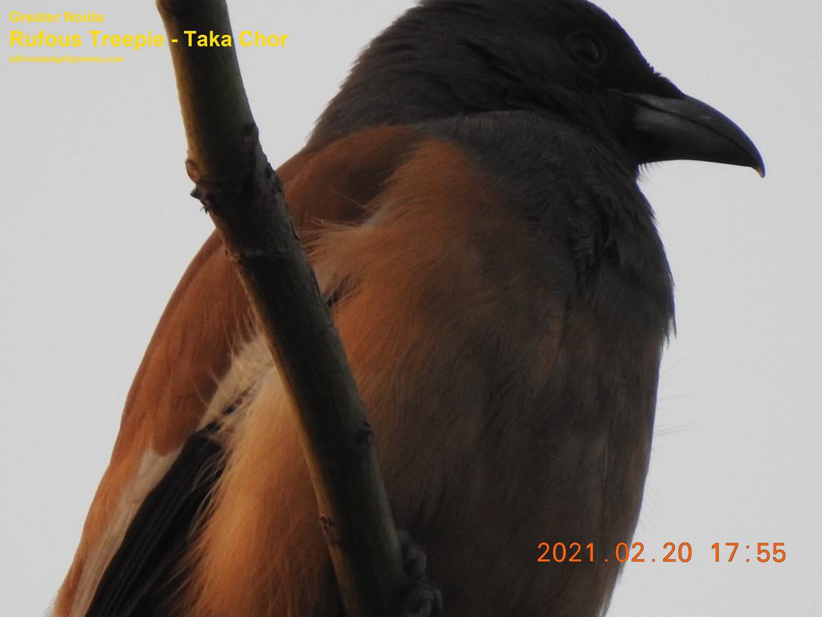 Rufous Treepie (81) Coming Soon